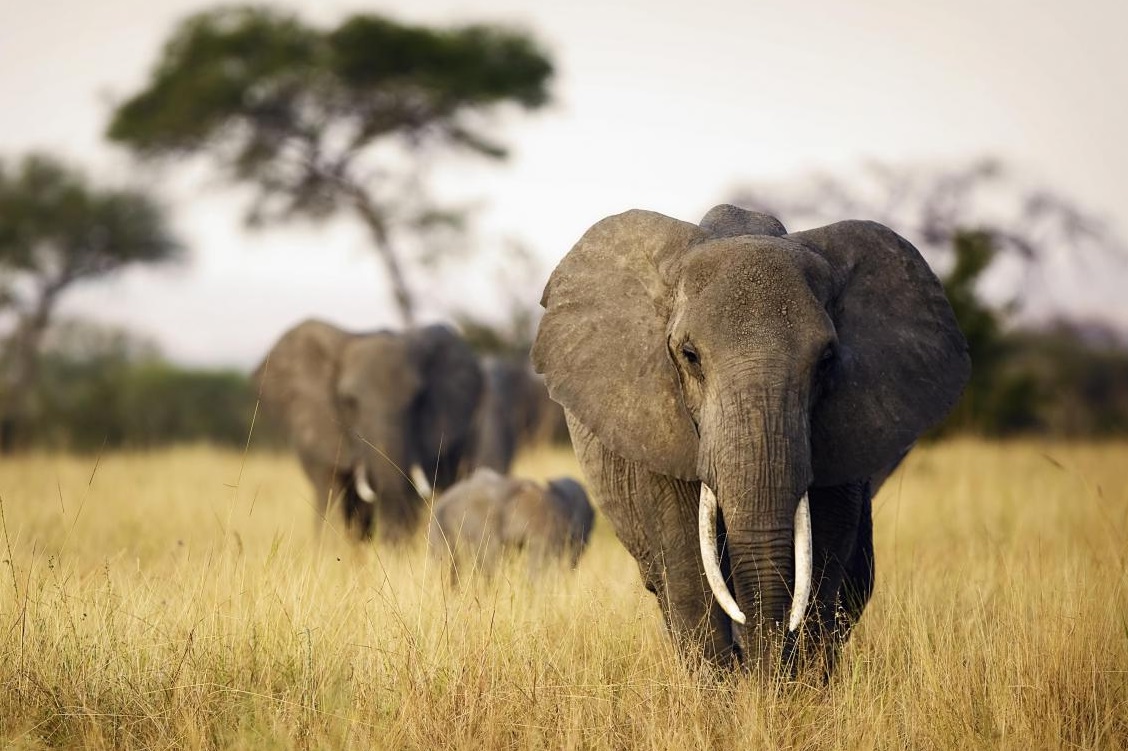 Eléphants Afrique