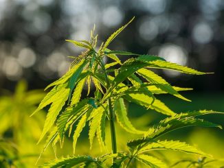 plante feuille cannabis culture