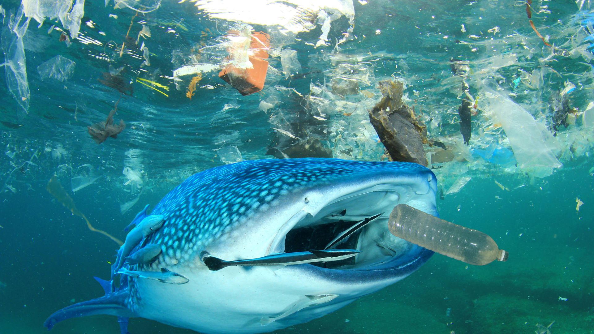 pollution plastique des oceans